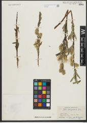 Foto von Salix schugnanica Goerz